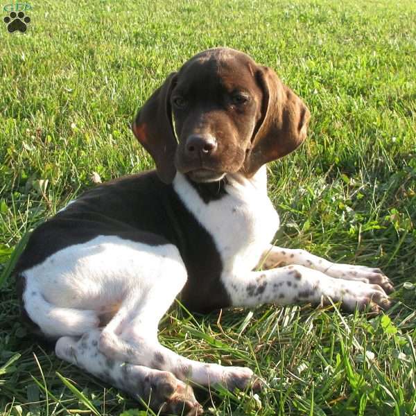 Benson, German Shorthaired Pointer Puppy